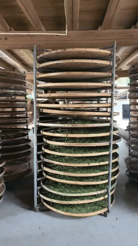 ramonajhunjhnuwala giphyupload GIF