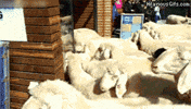 sheeple GIF