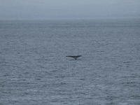 Whale Tail GIF by Searoad Ferries