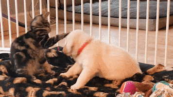 cuteanimalland giphyupload GIF