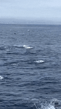 Massive Dolphin Stampede Dazzles California Whale Watchers