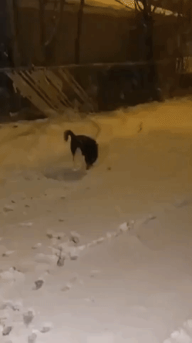 Husky Romps in 'Natural Habitat' During Snowfall in Minneapolis, Minnesota