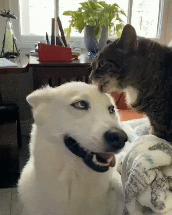 moethantkyaw giphyupload GIF
