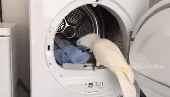 Helpful Cockatoo Assists Owner With Laundry
