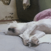 Puppy Zzz GIF