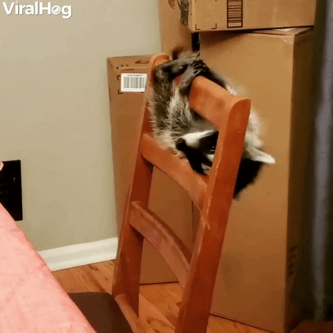 Raccoon Trapeze Artist Performs Routine On Chair Apparatus GIF by ViralHog