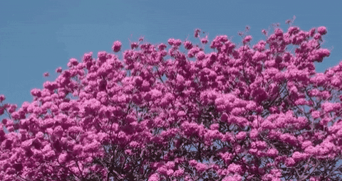 la trees pink trumpet GIF by alixmcalpine
