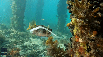 Pufferfish Displays Elegant 'Olympic Ribbon Twirling Routine' as It Takes Care of Business