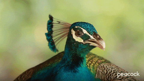 Bird GIF by PeacockTV
