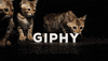 Cat Animation GIF by Originals