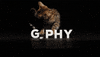 Cat Licking GIF by Originals