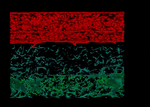MIMETAS giphyupload science research neuroscience GIF