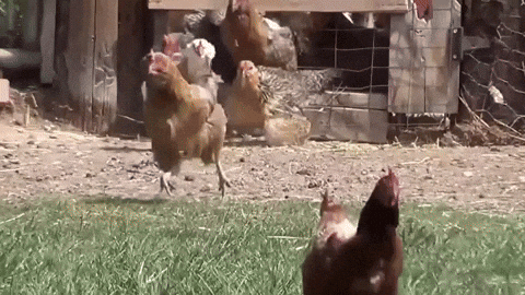 xandara chickens running chickens flock of chickens GIF