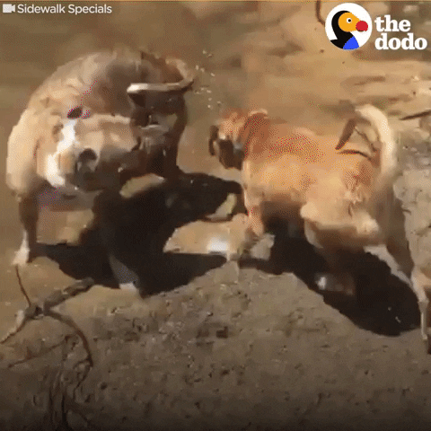 Happy Dogs GIF by The Dodo