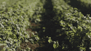 Climate Change Forest GIF by NRDC