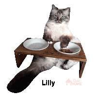 Cat Food Sticker by CatsHome
