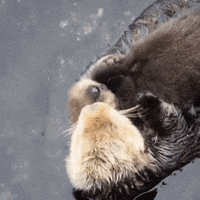 otters GIF by ViralHog