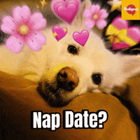 Puppylove GIF by Pedigree India