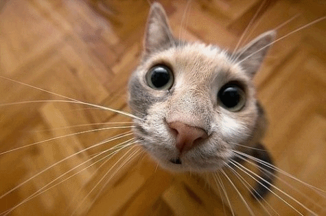 cat zoom in on face GIF