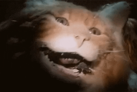 Cat Gremlin GIF by hamlet