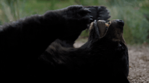 Hungry Black Bear GIF by Cocaine Bear