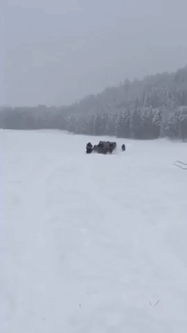 Bison Gallop Through Snow in Western Montana