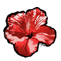 yellownoon red flower hibiscus fsm Sticker