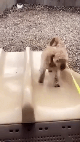 Pup Struggles to Follow Kids Up Playground Slide