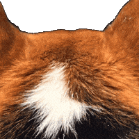 Dog Upload GIF