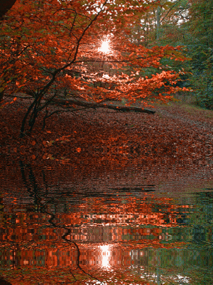reflection GIF