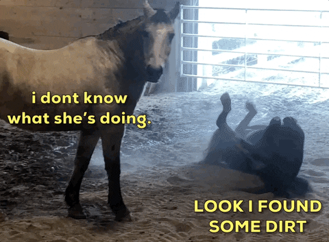 horse rolling GIF by Nebraska Humane Society
