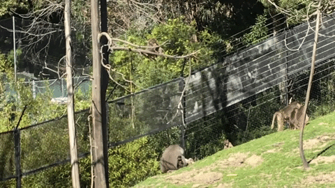 OaklandZoo giphygifmaker animals animal jump GIF