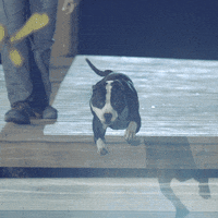 Dog GIF by A&E