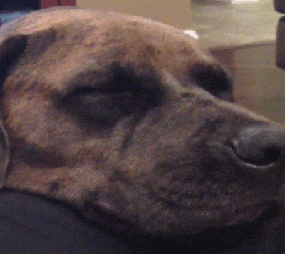TV gif. Dog slowly grins as it snoozes in a feature on America's Funniest Home Videos.