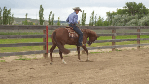 HorseandRider giphygifmaker backup reining horserider GIF