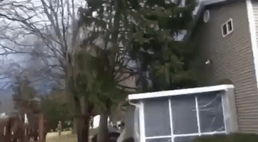Powerful Storm Uproots Trees