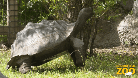 Snack Eating GIF by Brookfield Zoo