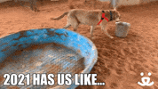 Dog Save Them All GIF by Best Friends Animal Society
