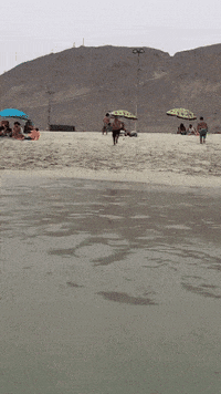 GIF by Silwale