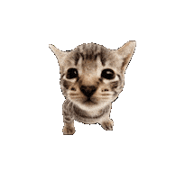 Cat Kitten Sticker