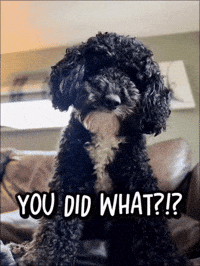 Excuse Me Seriously GIF