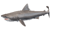 Shake It Shark Sticker by Zacxophone