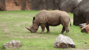 Atlanta Atl GIF by ZooATL