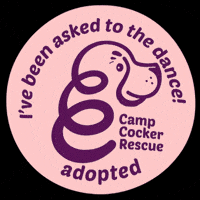 Campcocker2025 GIF by Camp Cocker Rescue