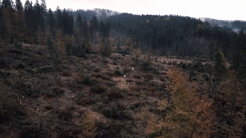 DTF_Mag giphygifmaker GIF