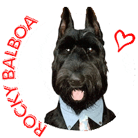 Giant Schnauzer Rocky Dog Sticker