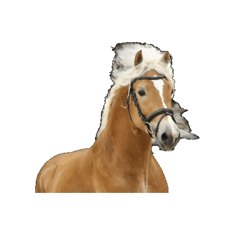westfalen-pferde giphygifmaker westfalen studbook westphalian Sticker