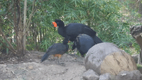 Endangered Wattled Curassow Chick Hatches at Houston Zoo