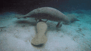 Manatee GIF by Oceana