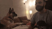 dog prank GIF by JustViral.Net